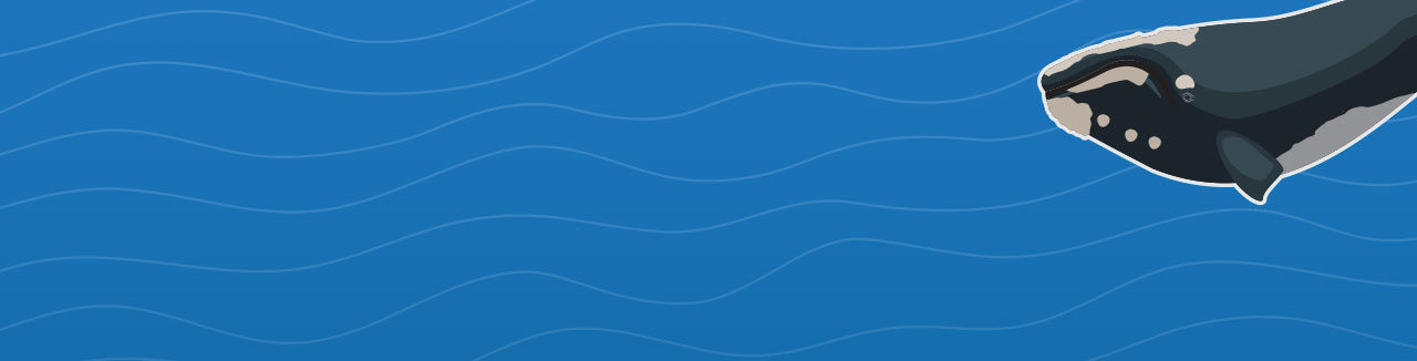 whale banner