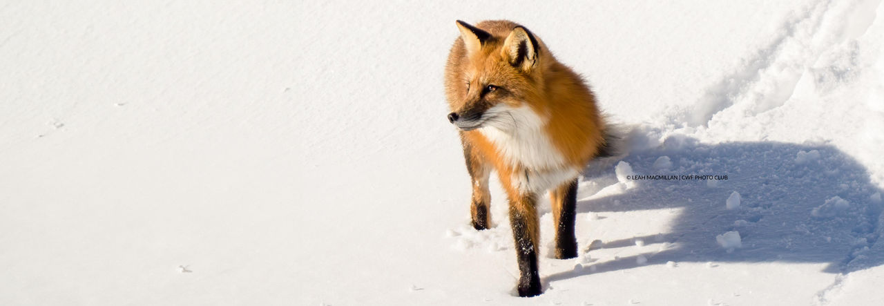 red fox snow winter track hor