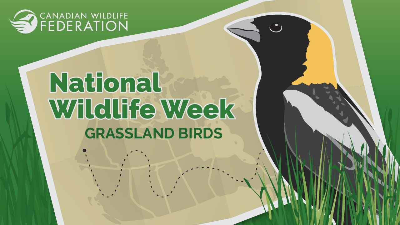 nww grassland birds webinar apr 2024