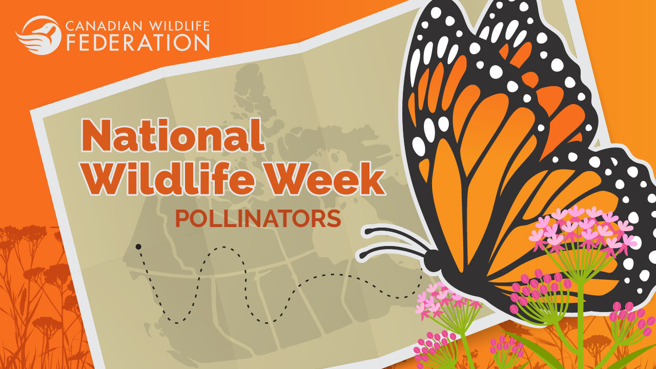 nww polllinator apr 2024 webinar