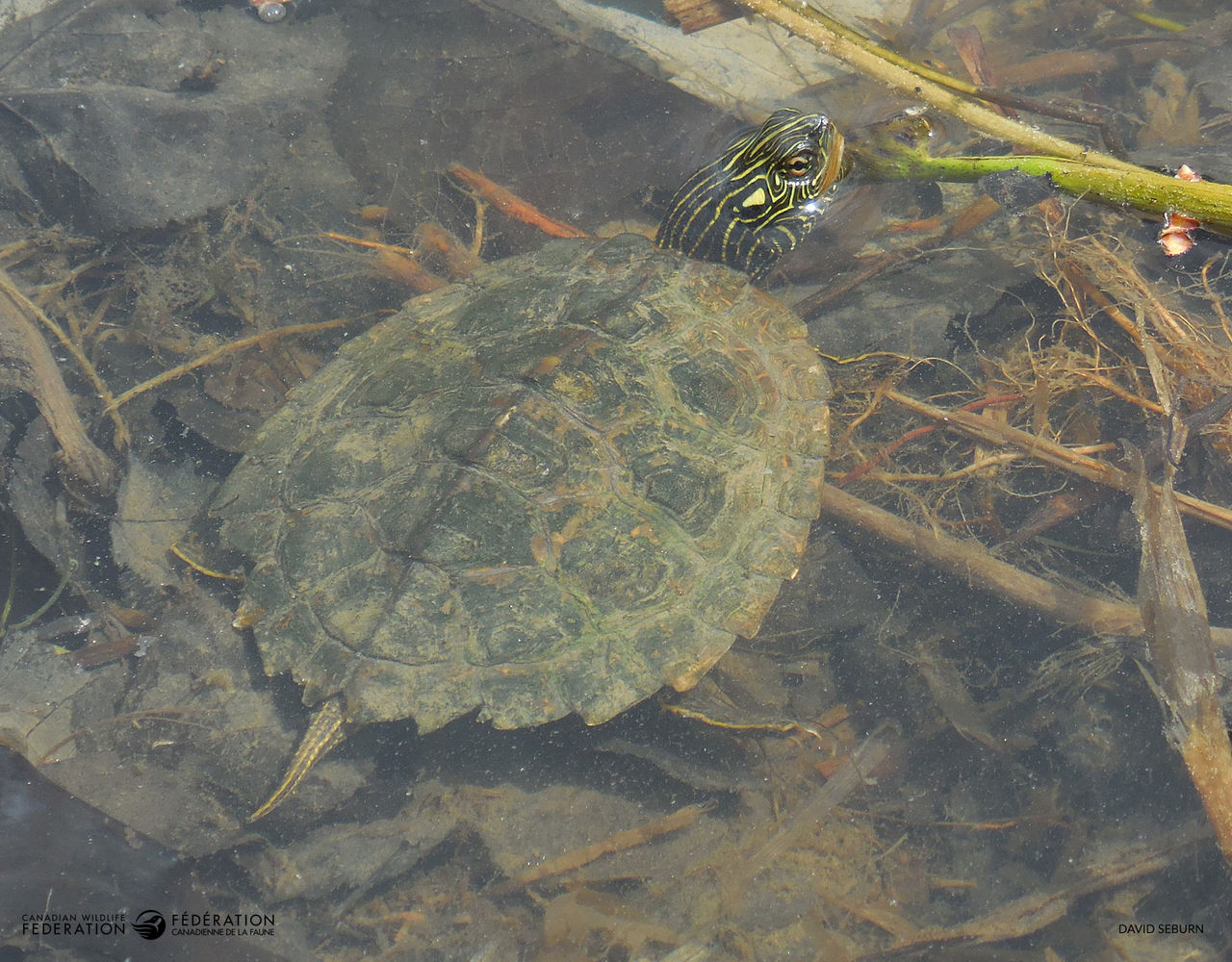Map-Turtle-David-Seburn.jpg