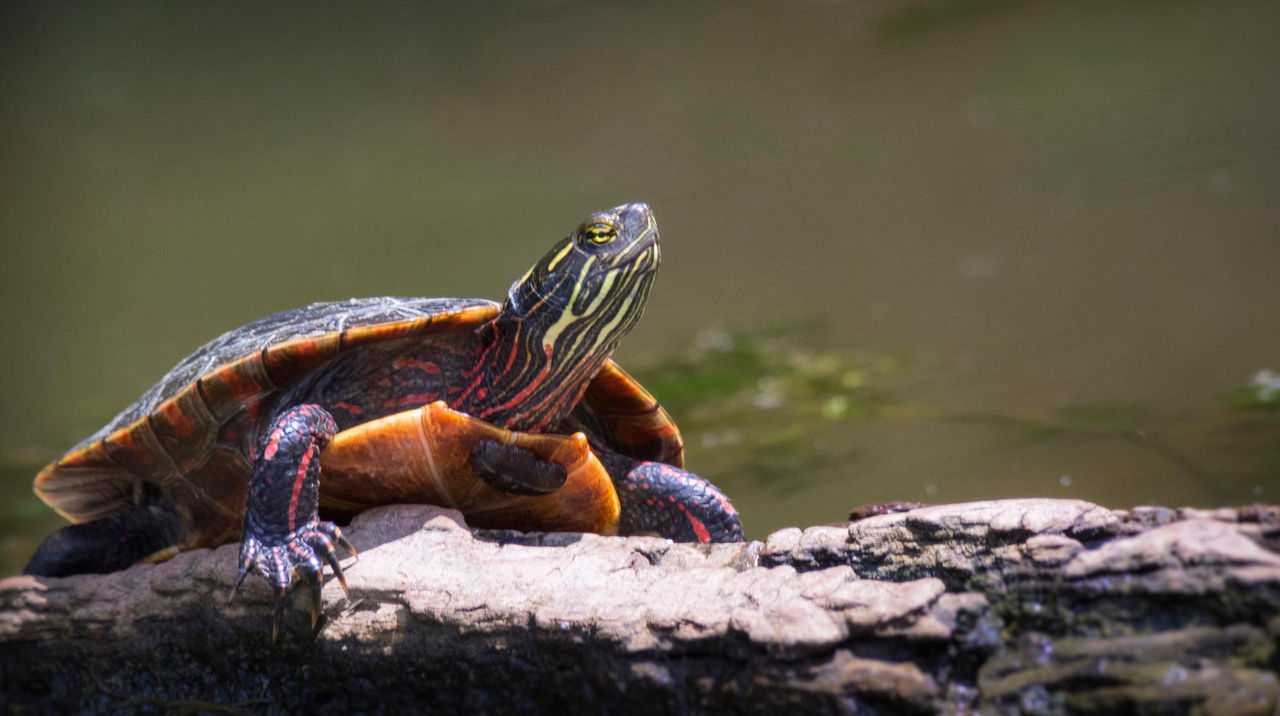 painted turtle hor