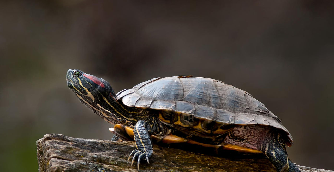 Red Eared Slider hor