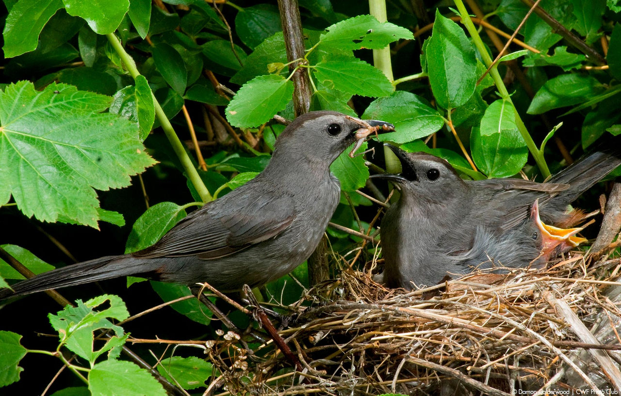 cat bird nest