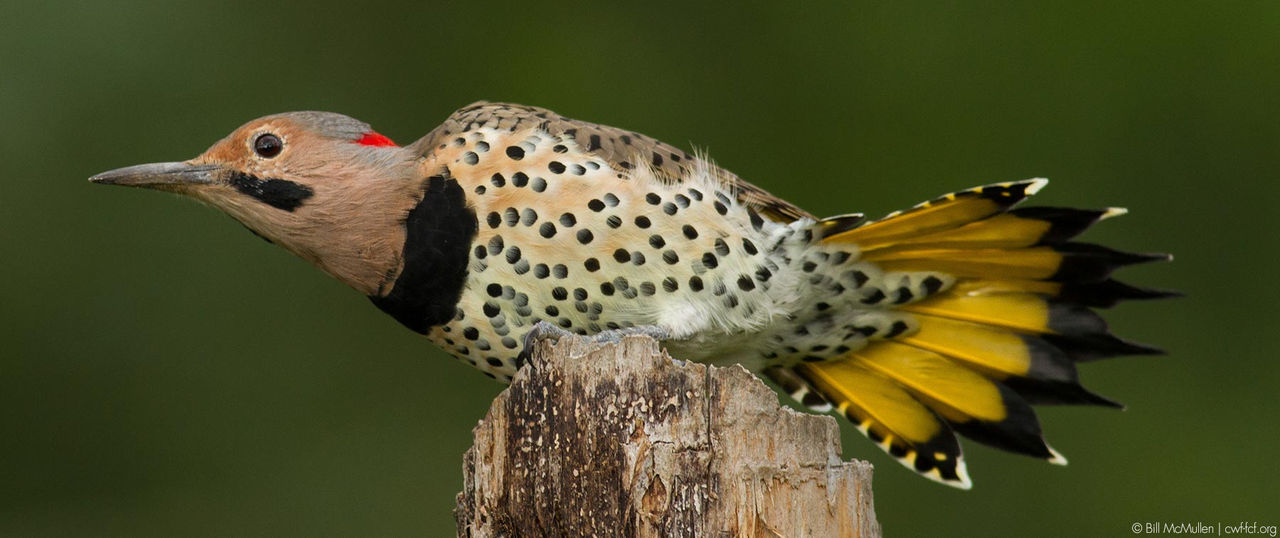 northern flicker hor