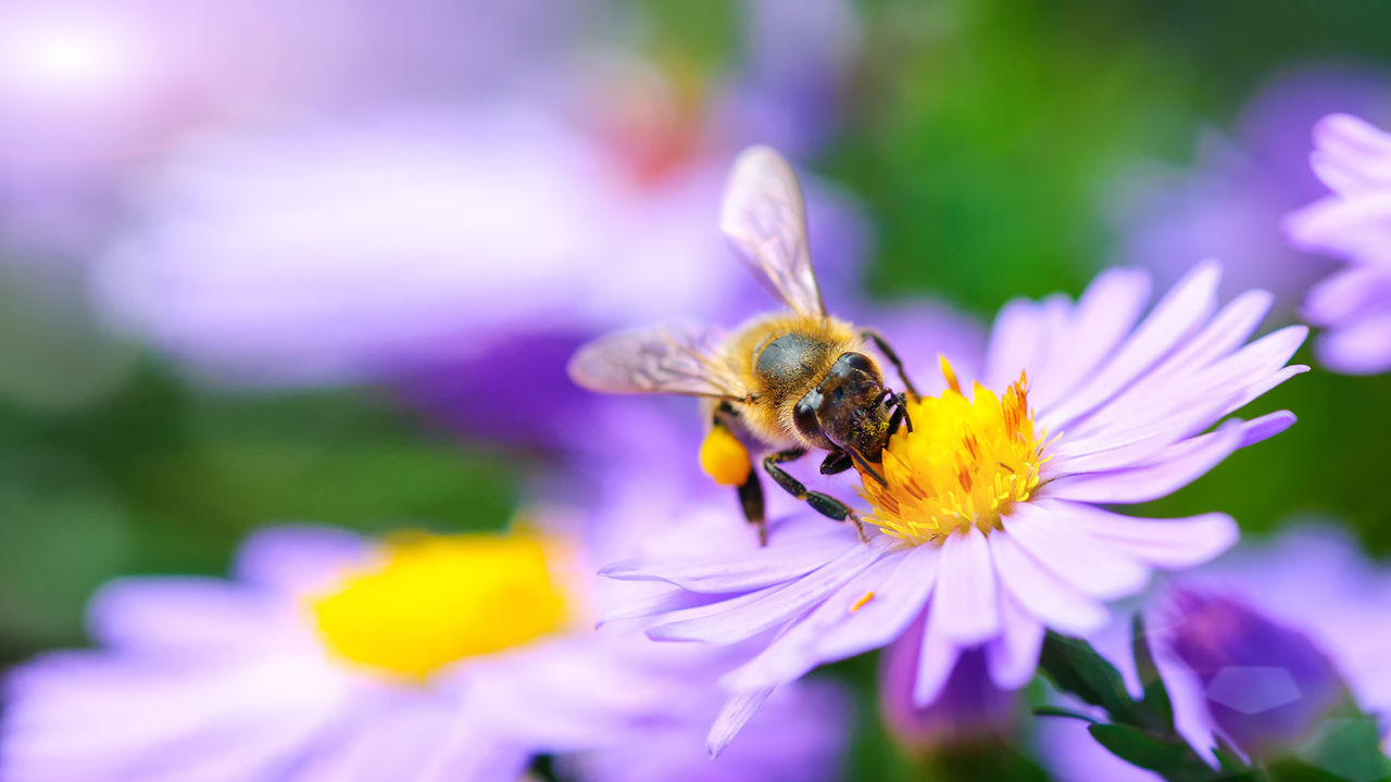 bee-flower-hor.jpg