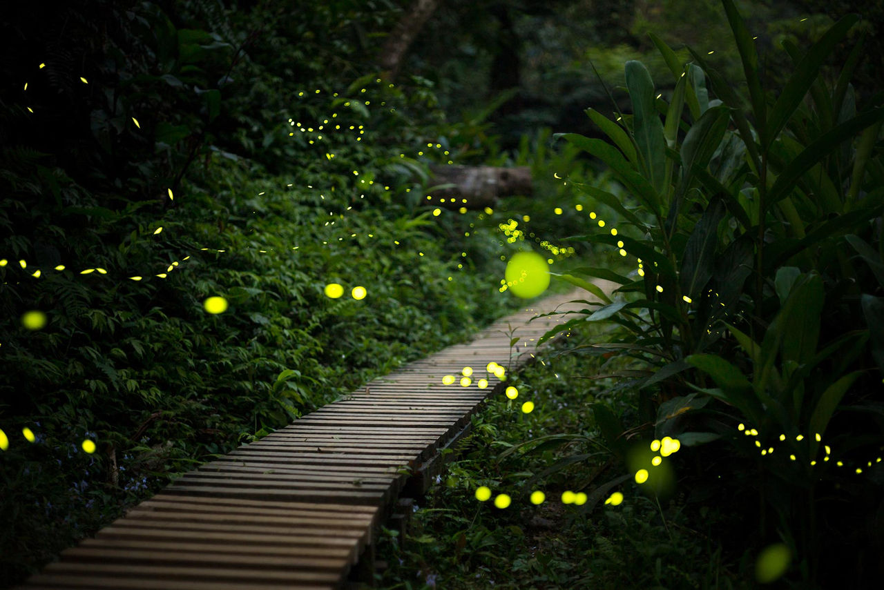 fireflies in a garden