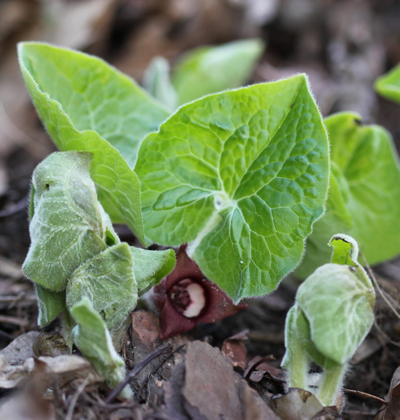 the eastern Common Wild-Ginger 1