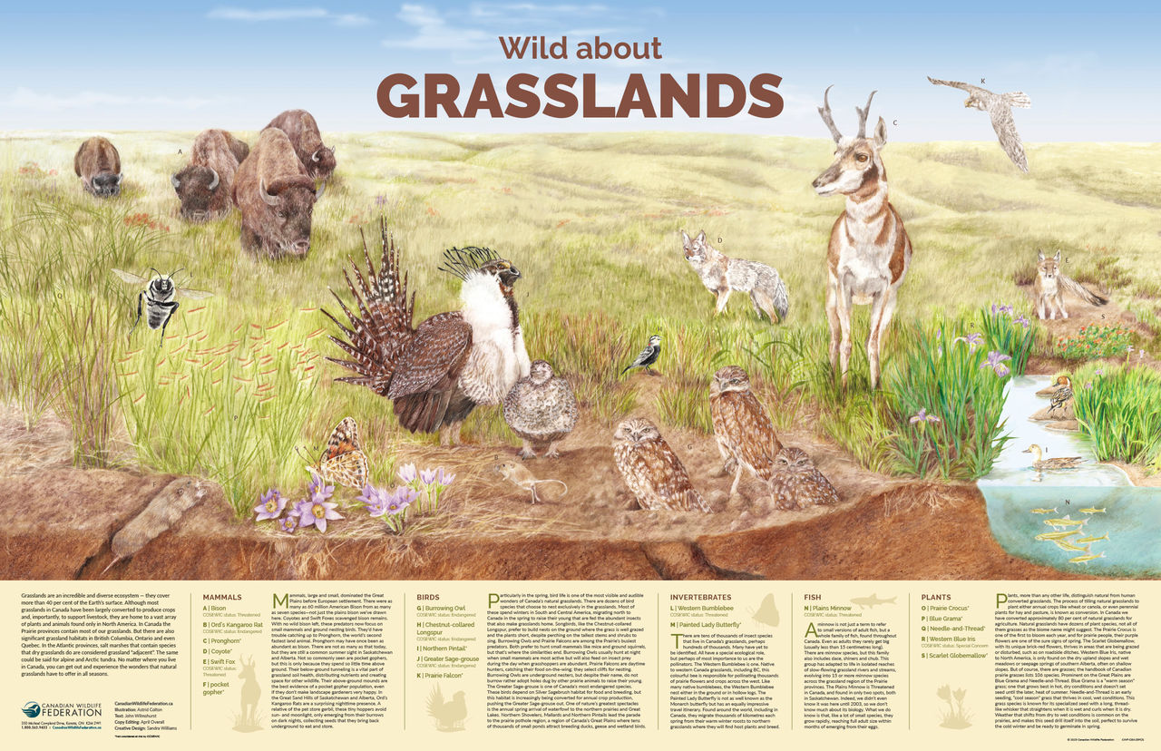 grassland poster