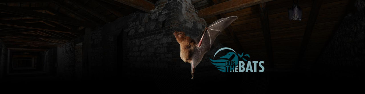 bat header test