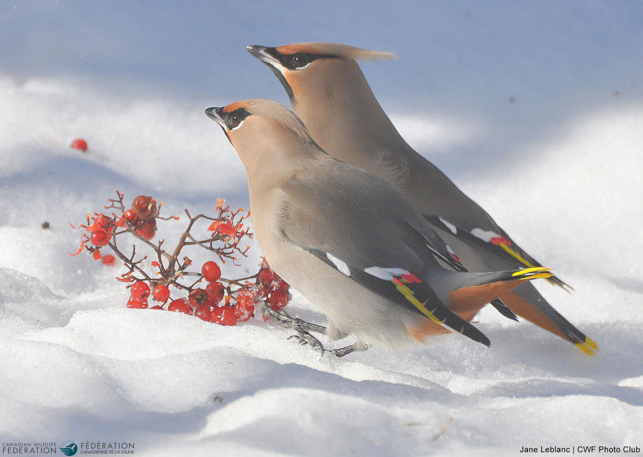jane leblanc cedar waxwings snow berries