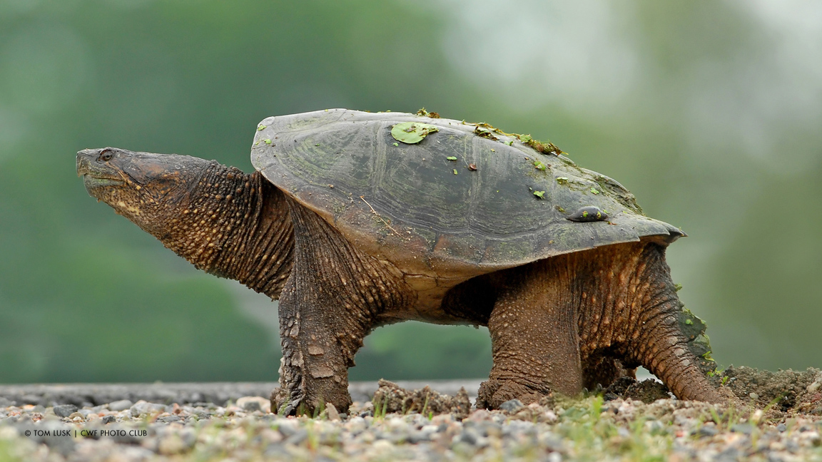 Snapping Turtle