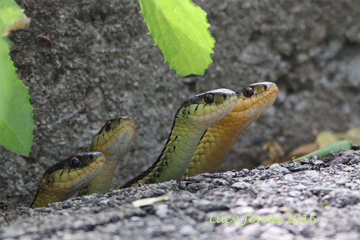 garter snakes lucy jorna
