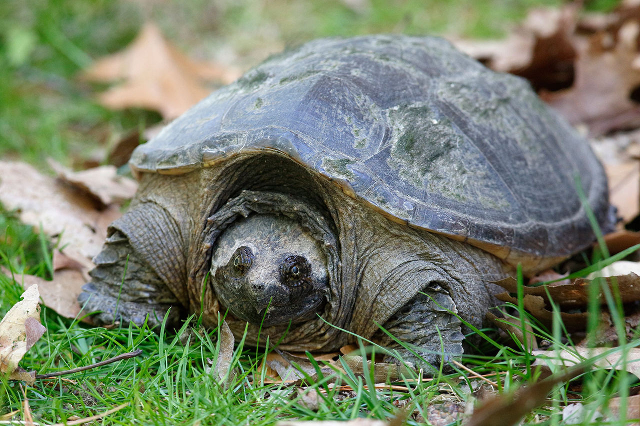 female-snapping-turtle-475992502.jpg