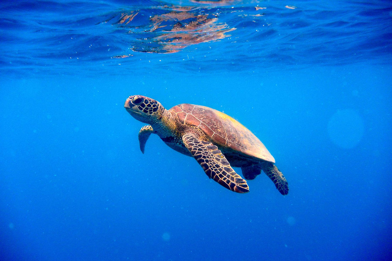 green sea turtle
