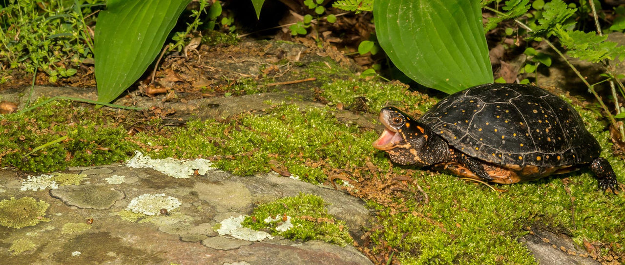 spotted turtle hor