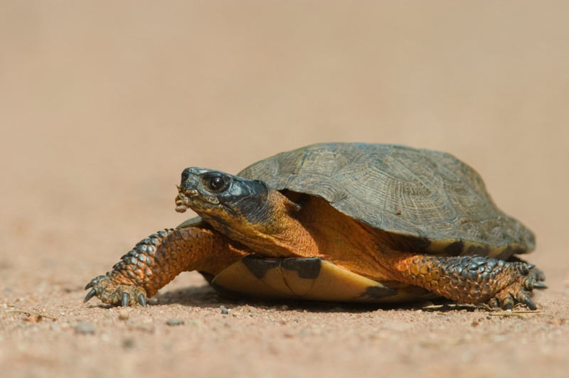 Female wood turtle