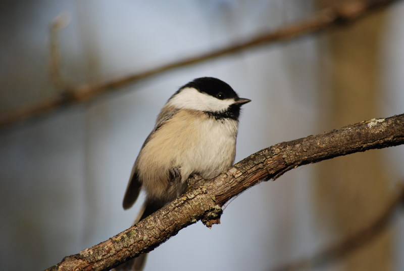 Chickadee