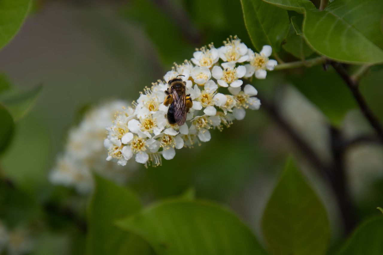 Peter_Soroye-Andrena.jpg