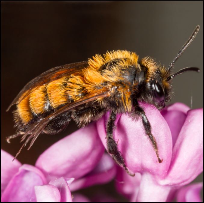 mining bee Andrena sp