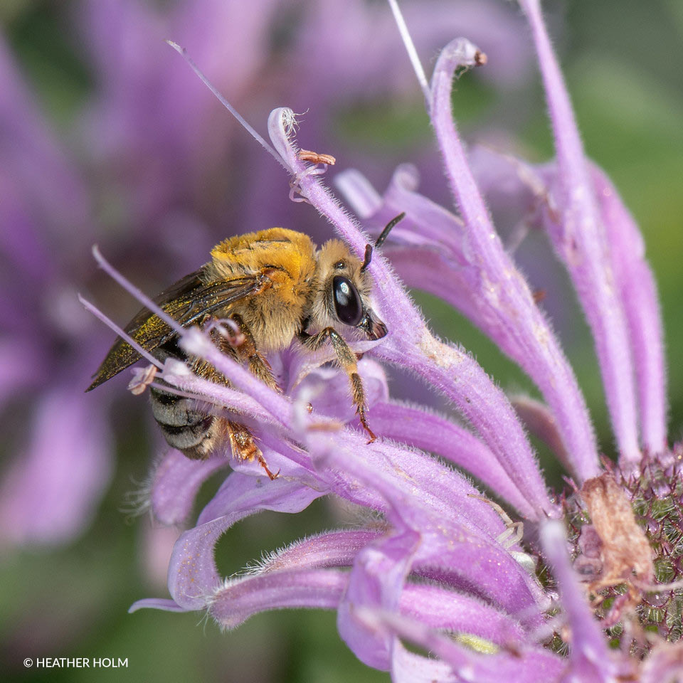 Eucera (Peponapis) pruinosa heather holm
