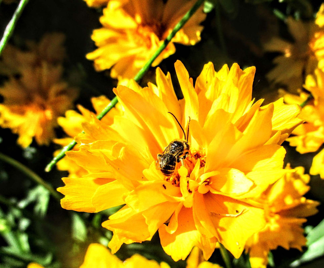 Lydia_Wong-Melissodes-male-on-Coreopsis-grandiflora.jpg