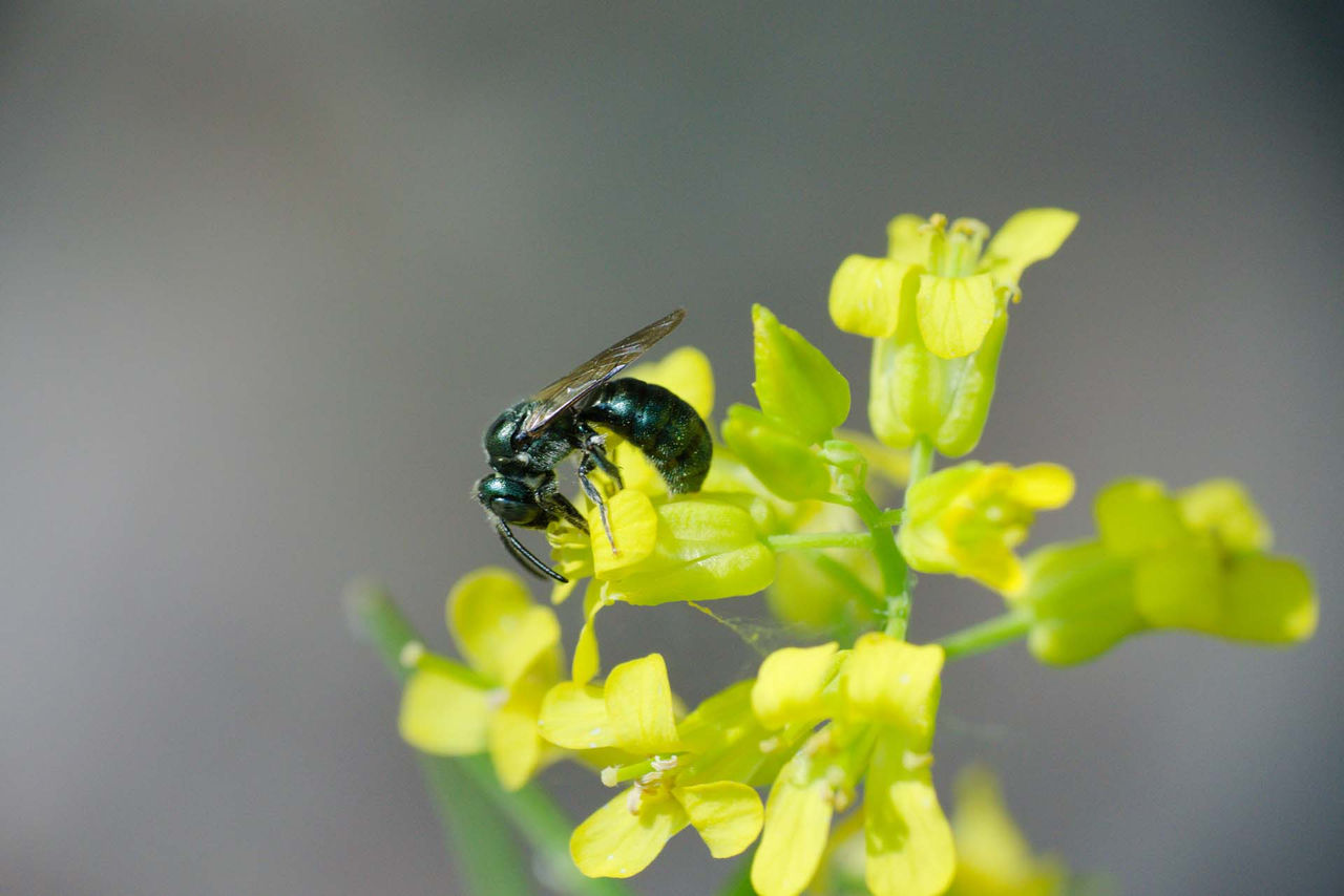 Kevin_Burke-Ceratina.jpg