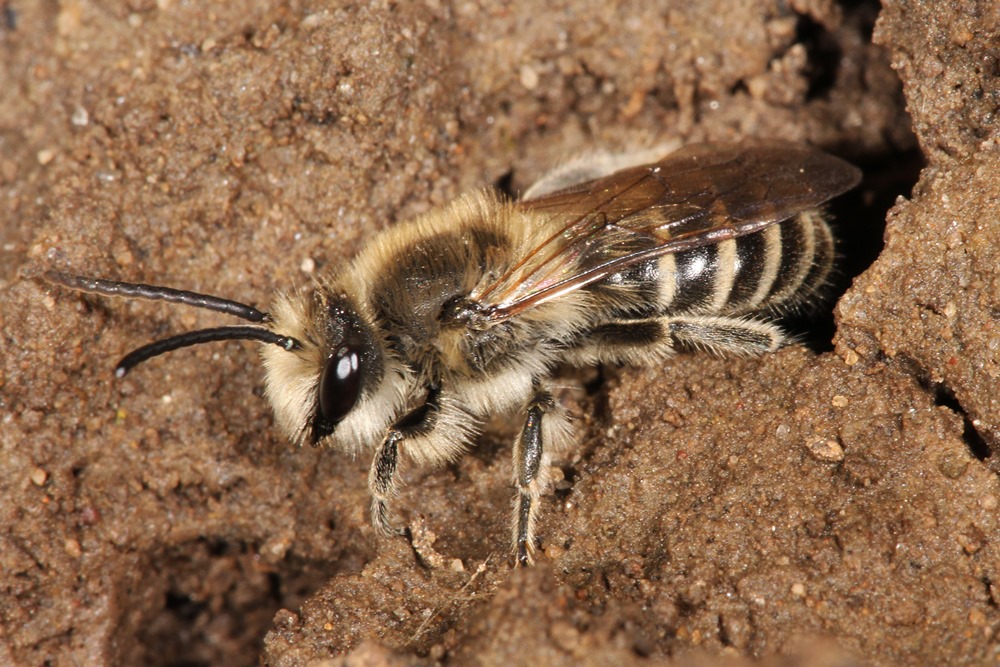 polyester bee - Colletes inaequali