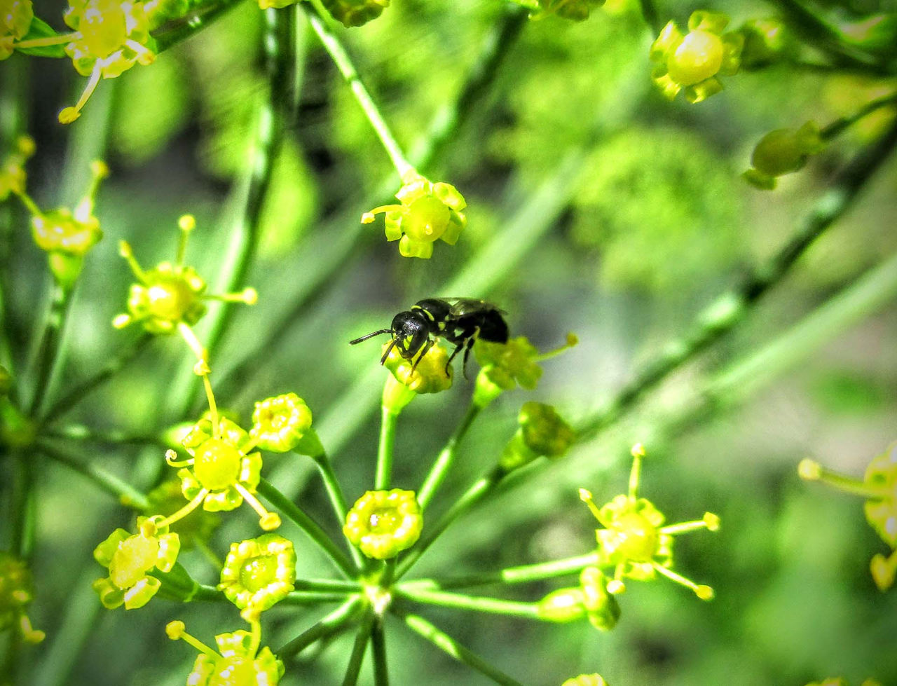 Lydia_Wong_Hylaeus-on-Anethum-graveolens.jpg
