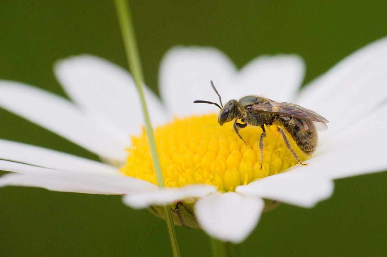 Kevin_Burke-Lasioglossum-female (4).jpg