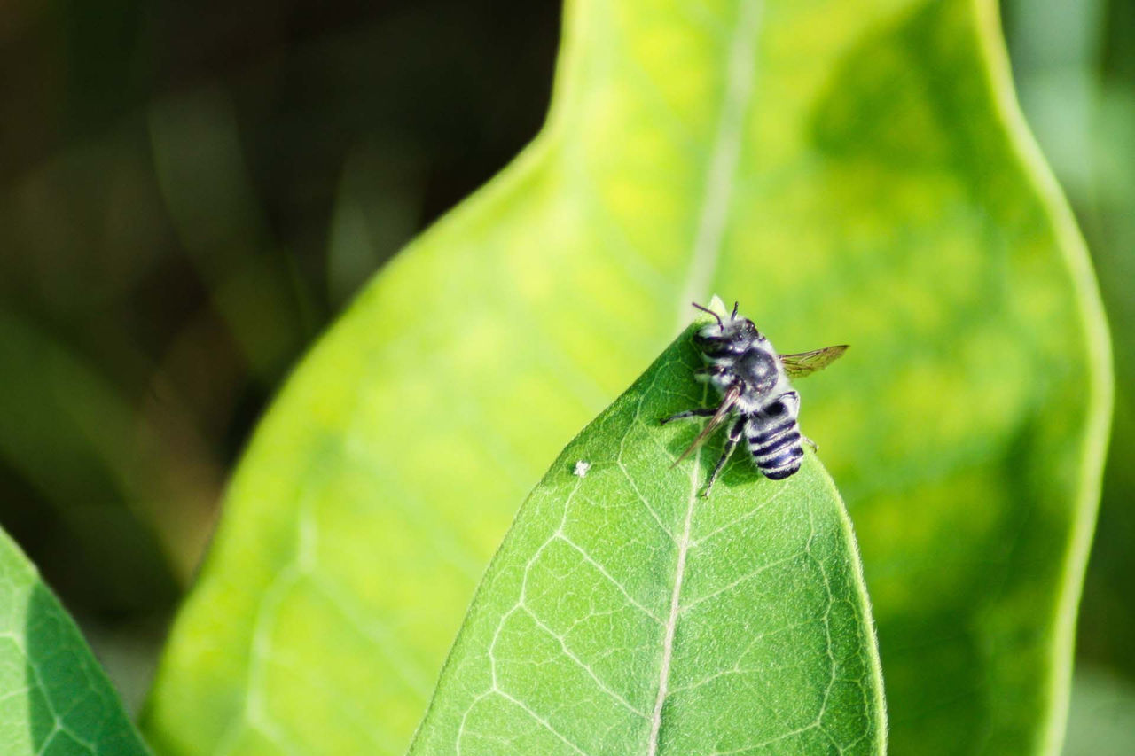 Peter_Soroye-Megachile (2).jpg