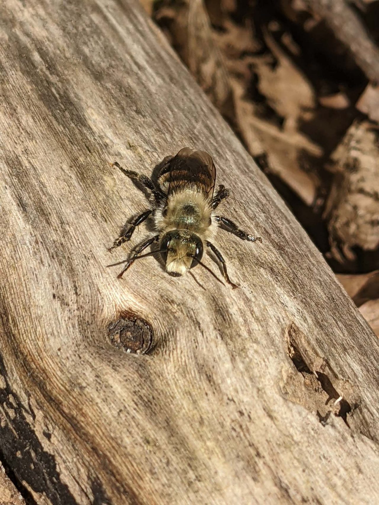Lydia_Wong-Osmia-male.jpg