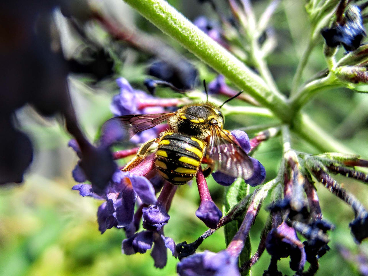 Lydia_Wong-Anthidium-on-Butterflybush.jpg