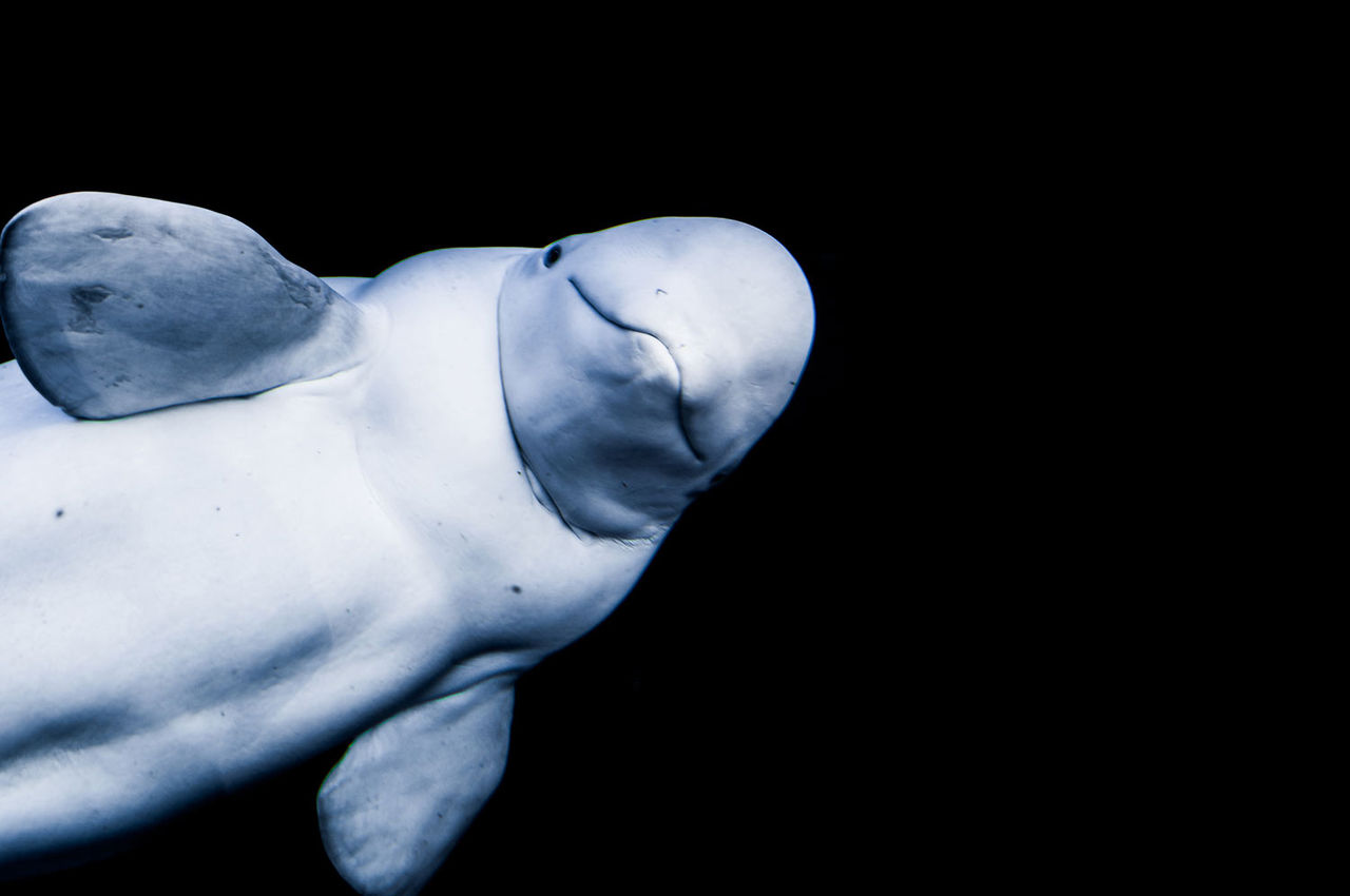 beluga whale on black