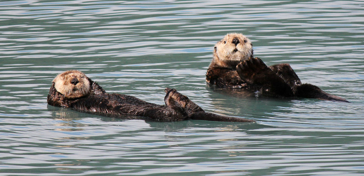 sea otter 1400 wide