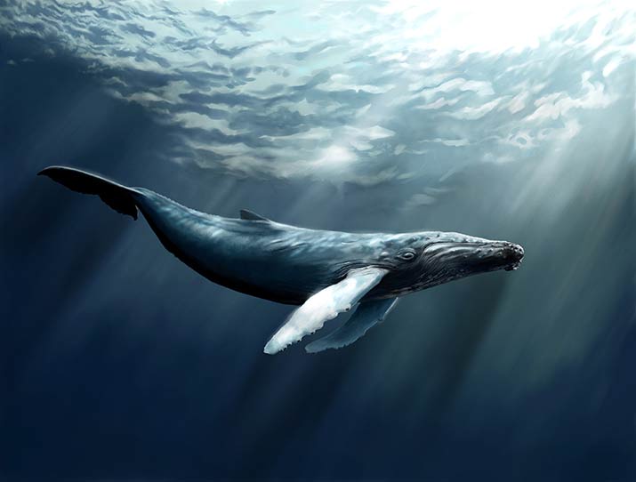 humpback whale illustration