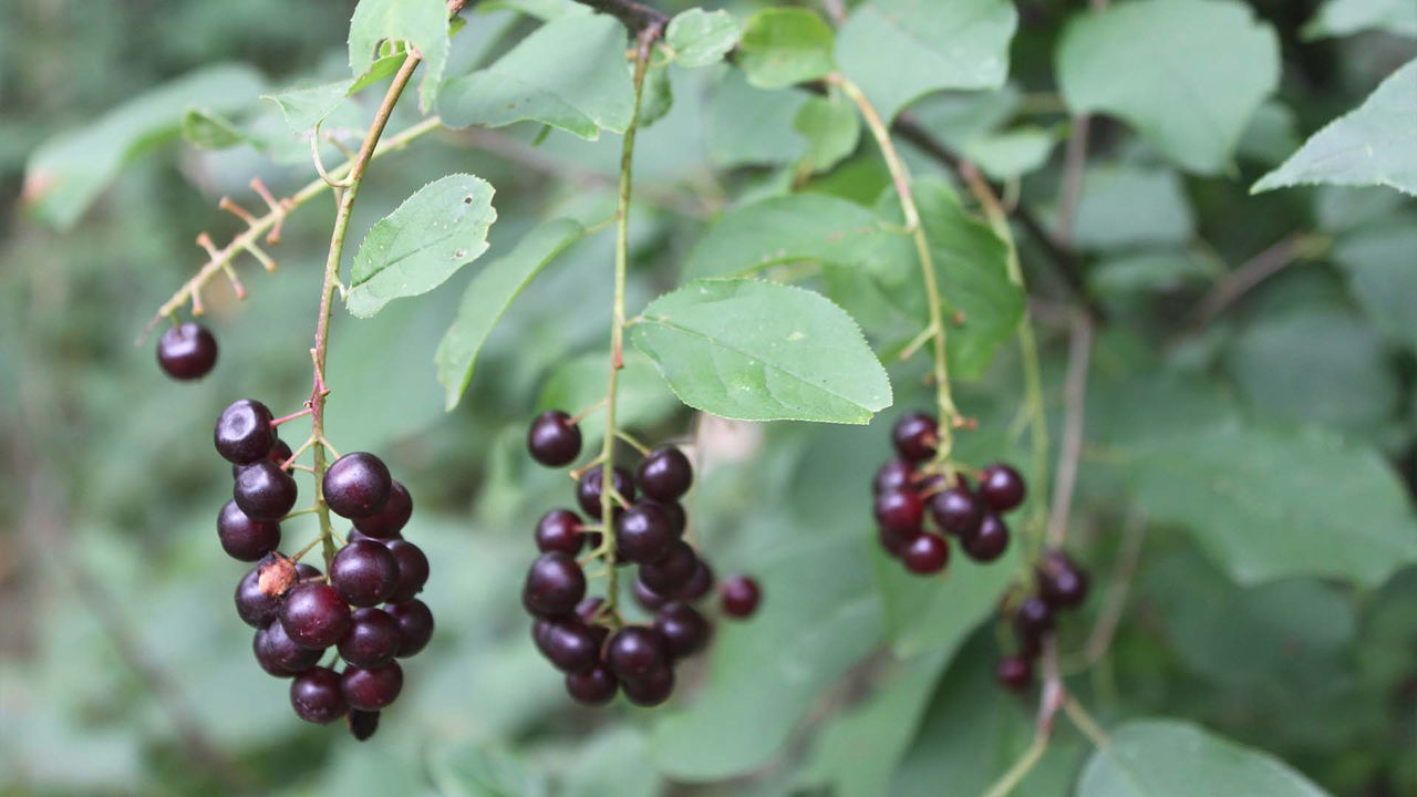 chokecherry