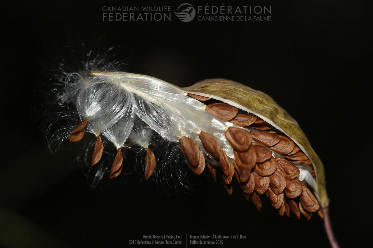 Finding Flora