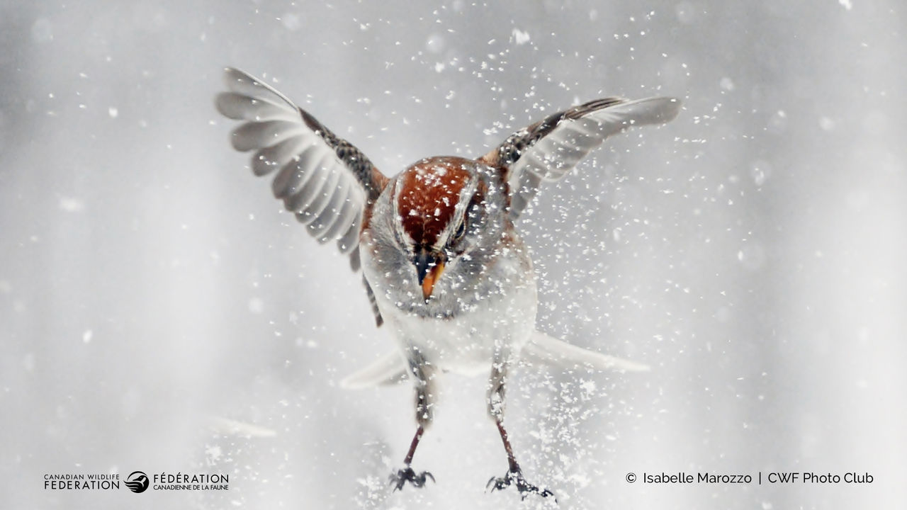 bird in snow