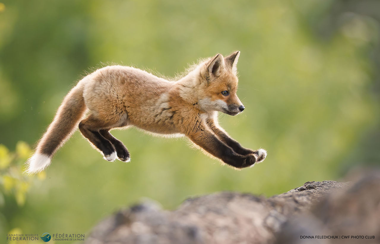 red fox kit cub jumping 