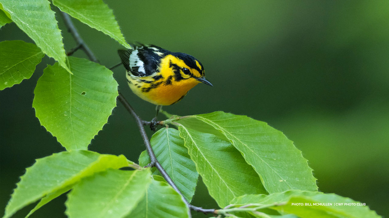 yellow bird