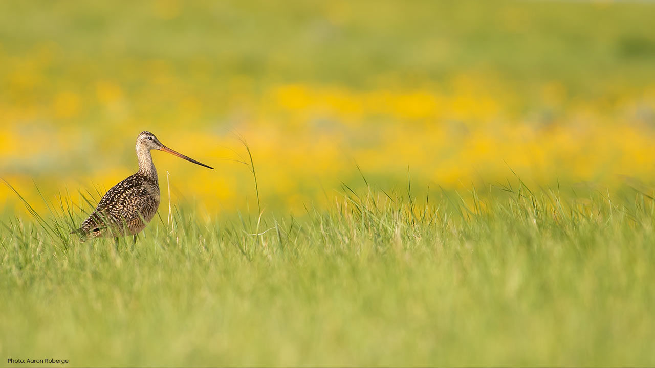 grasslands at work