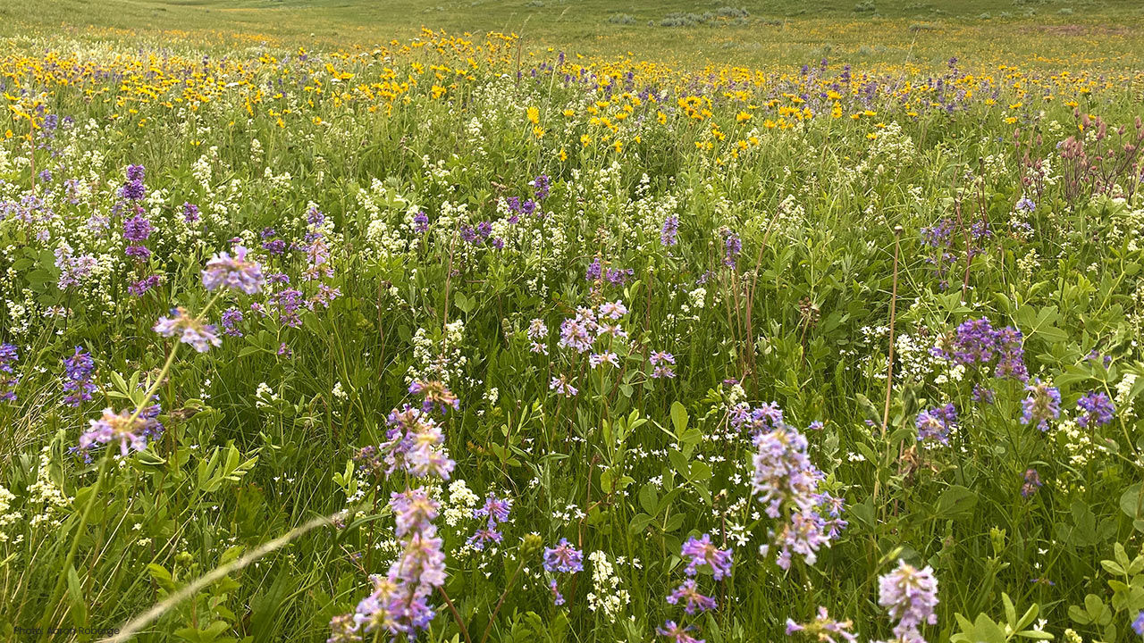 grasslands at work
