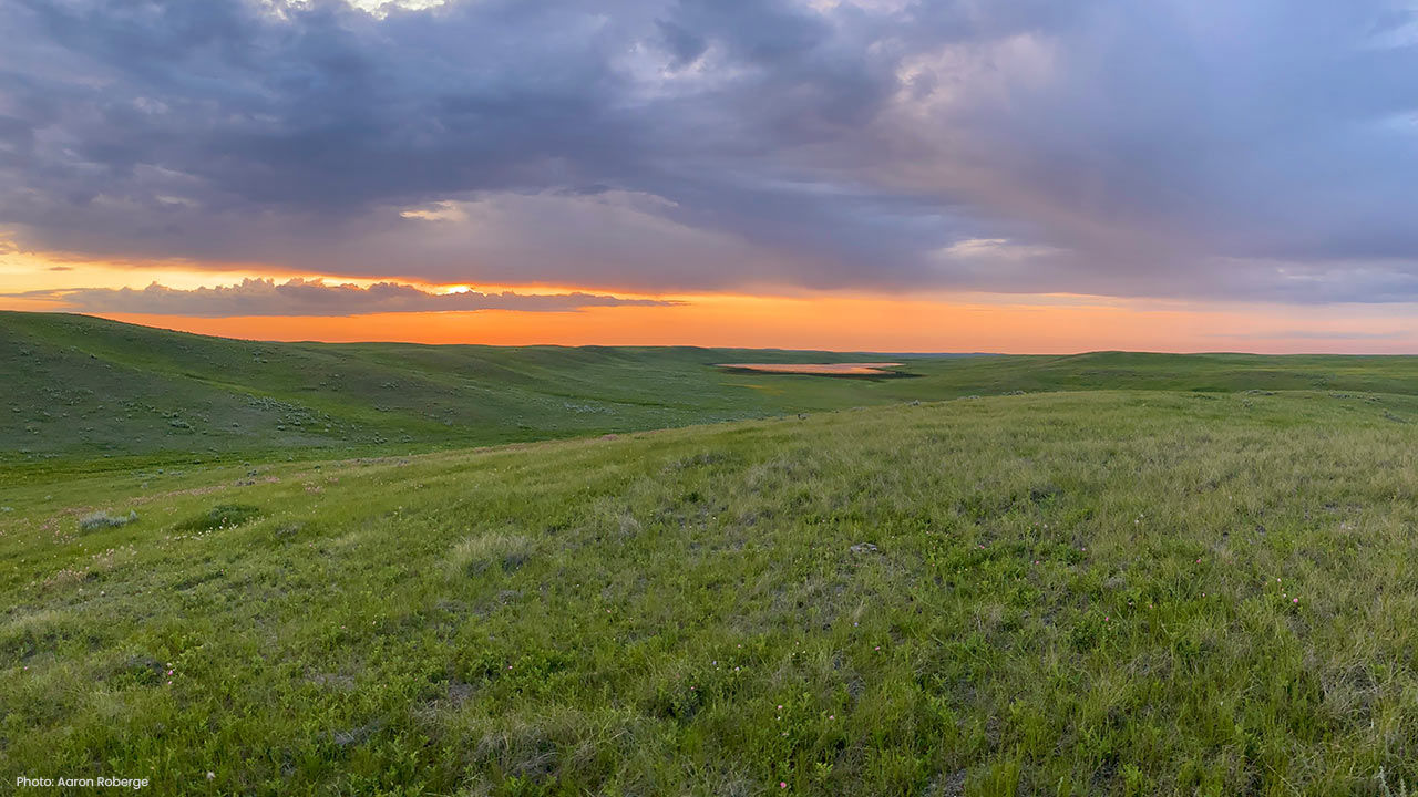 grasslands at work