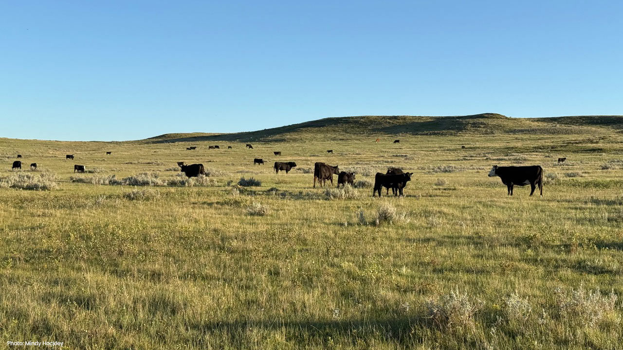 grasslands at work