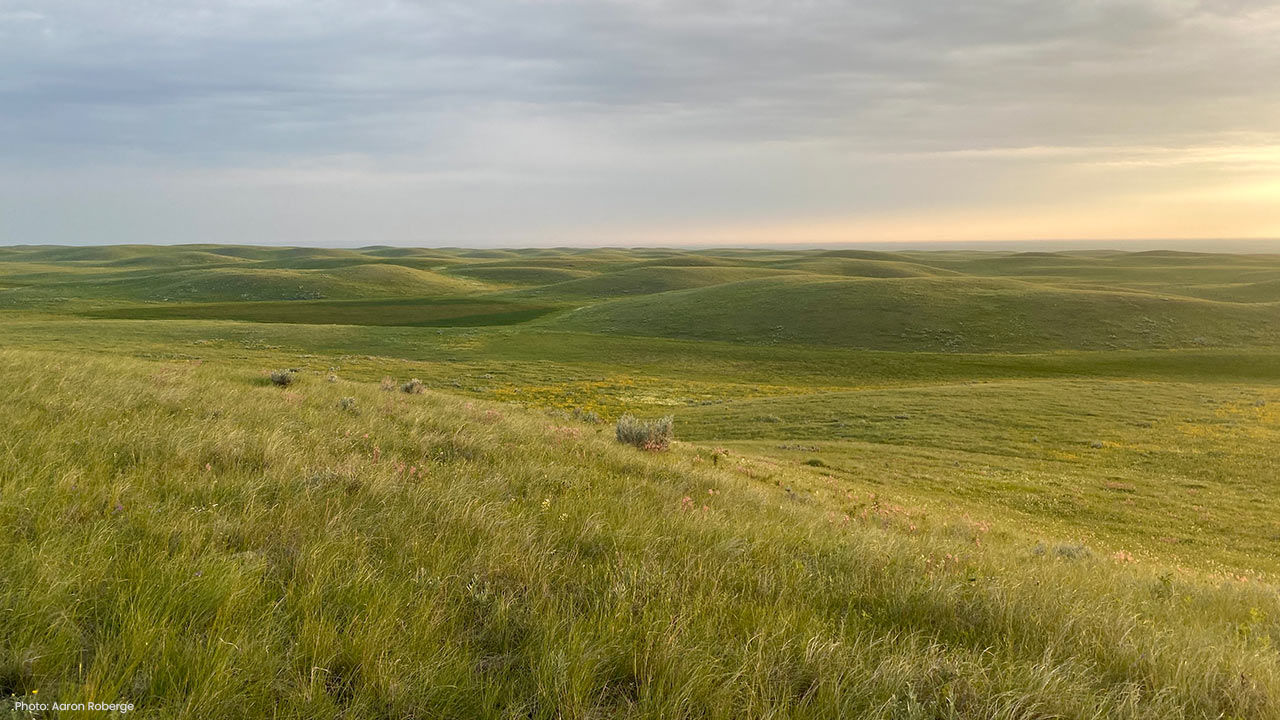 grasslands at work