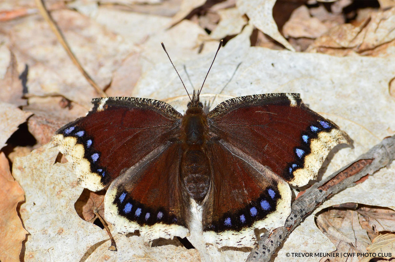 Canadian Wildlife Federation: Mourning Cloak Butterfly