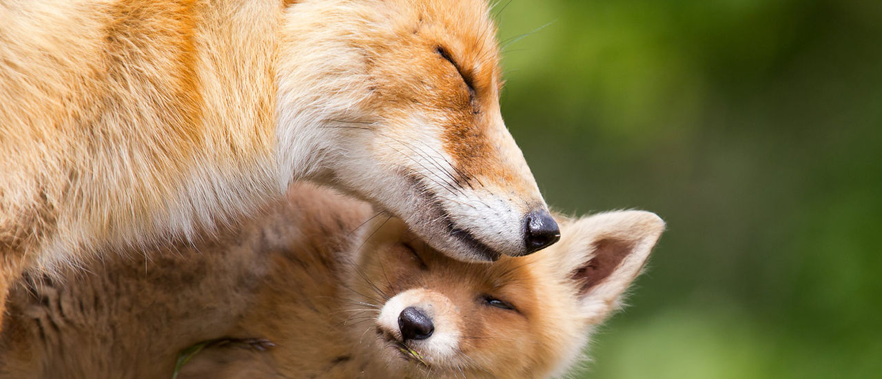red-fox-mom-baby-cuddling-hor.jpg