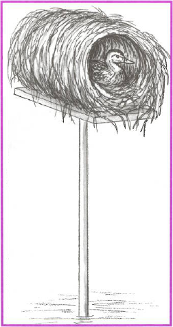 Illustration of water fowl habitat