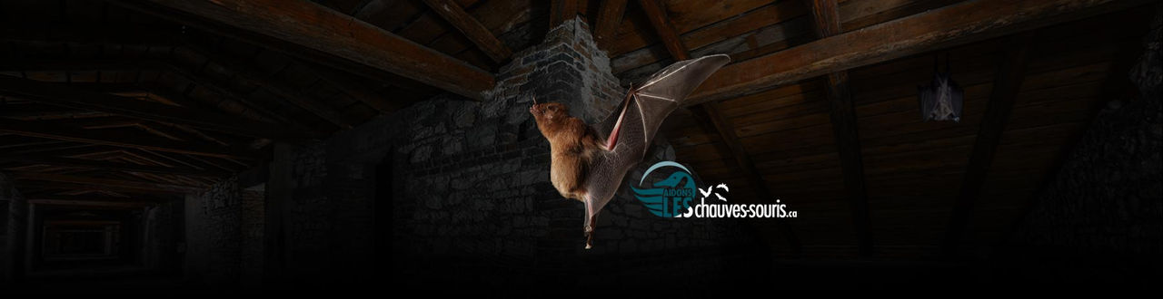 bat-header-fr.jpg